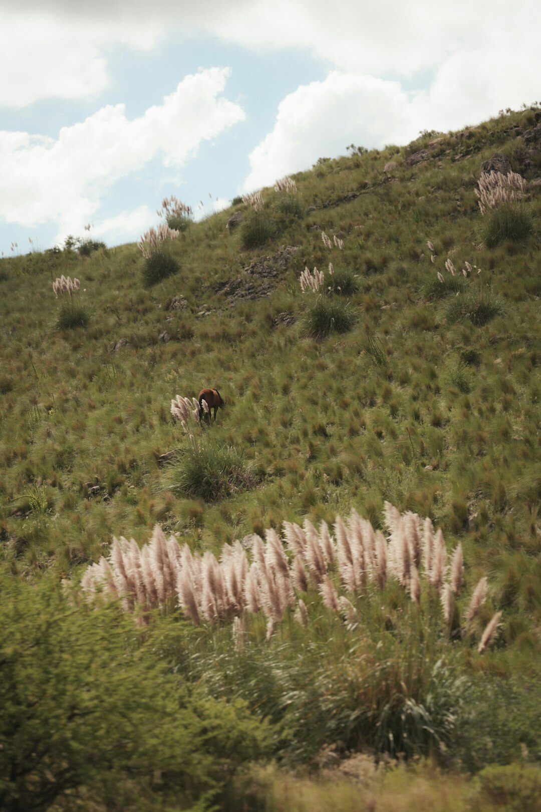 gaucho on horseback in pampas